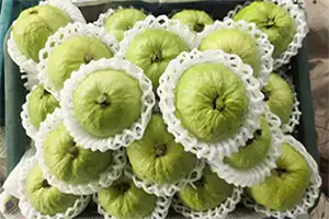 Guava exports