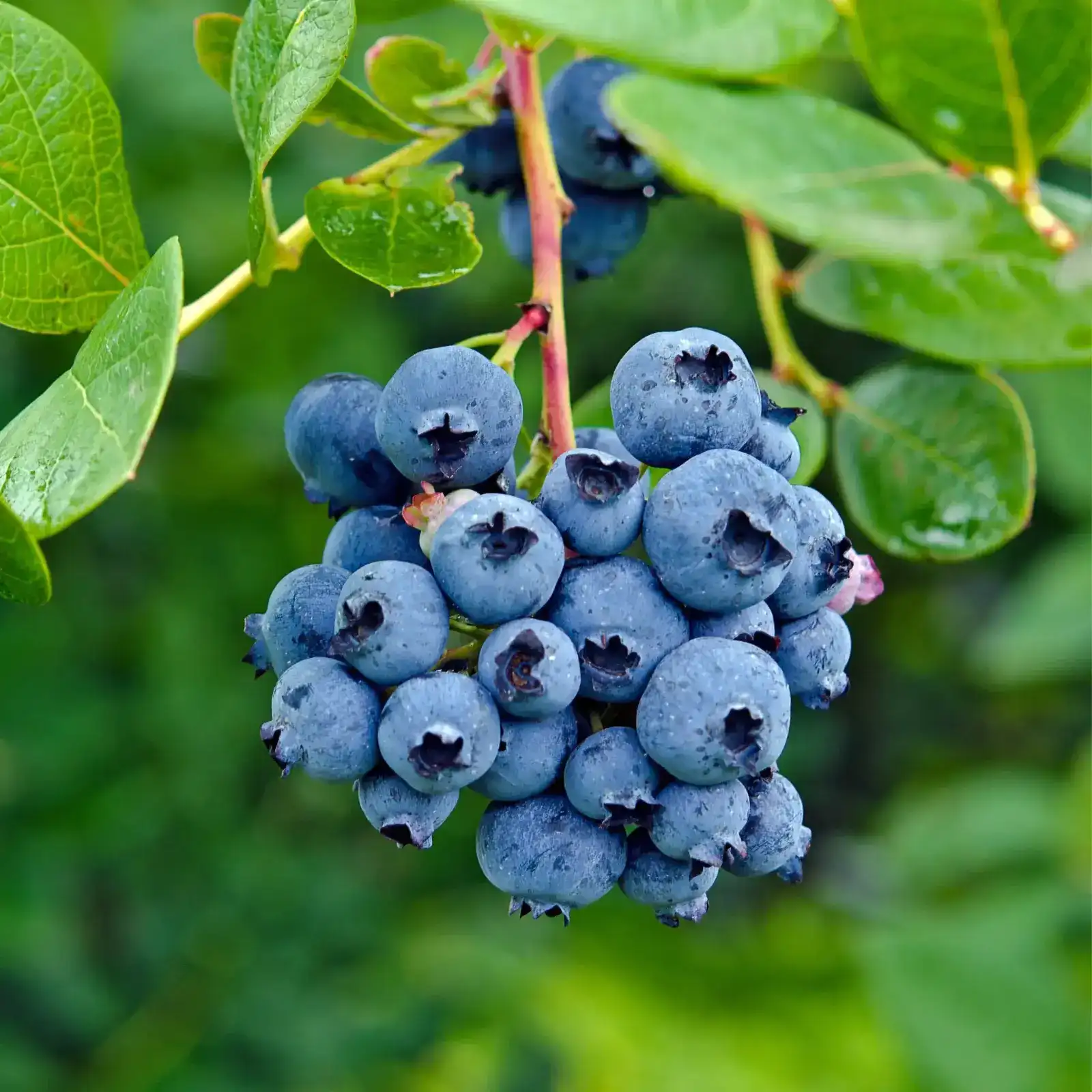High-Capacity Blueberry Sorting Line