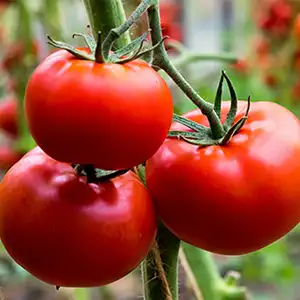 How AI Technology Processes Tomatoes