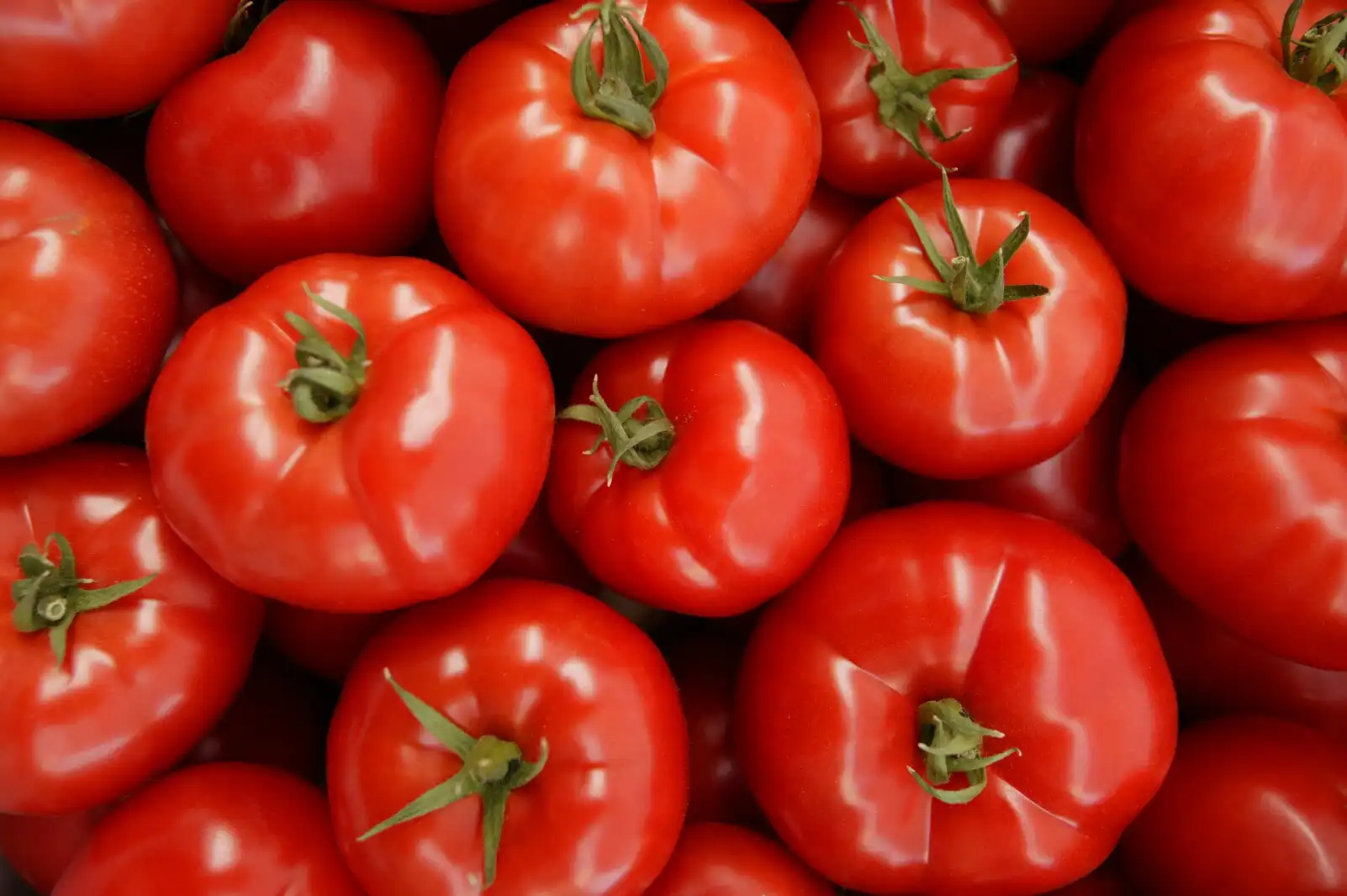 How are tomatoes sorted