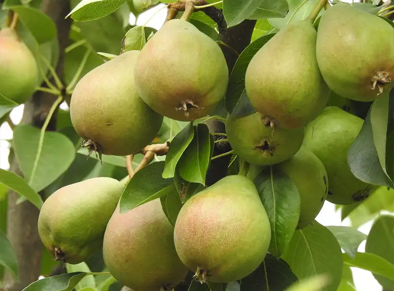 How to efficiently sort fresh pears, Fstsort weight grader easily handles 10,000 per hour!