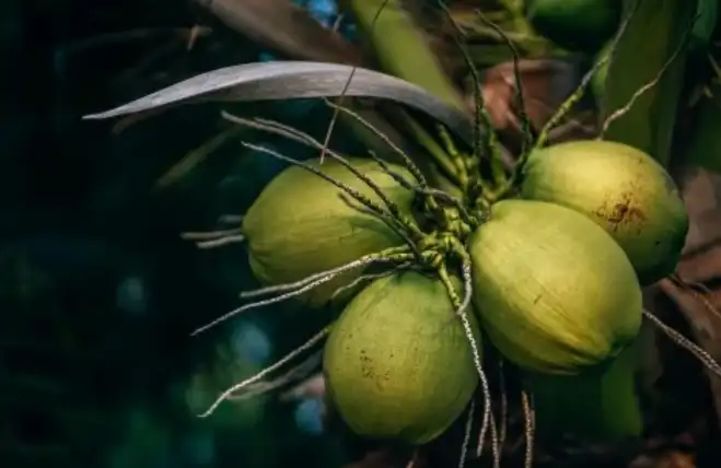 Indonesian fresh coconuts are allowed to enter the market