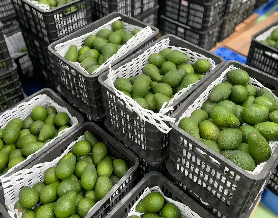 Integrated Avocado Line to Boost Quality for Israeli Exporters