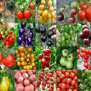 Israeli Market Viewed from Cherry Tomatoes