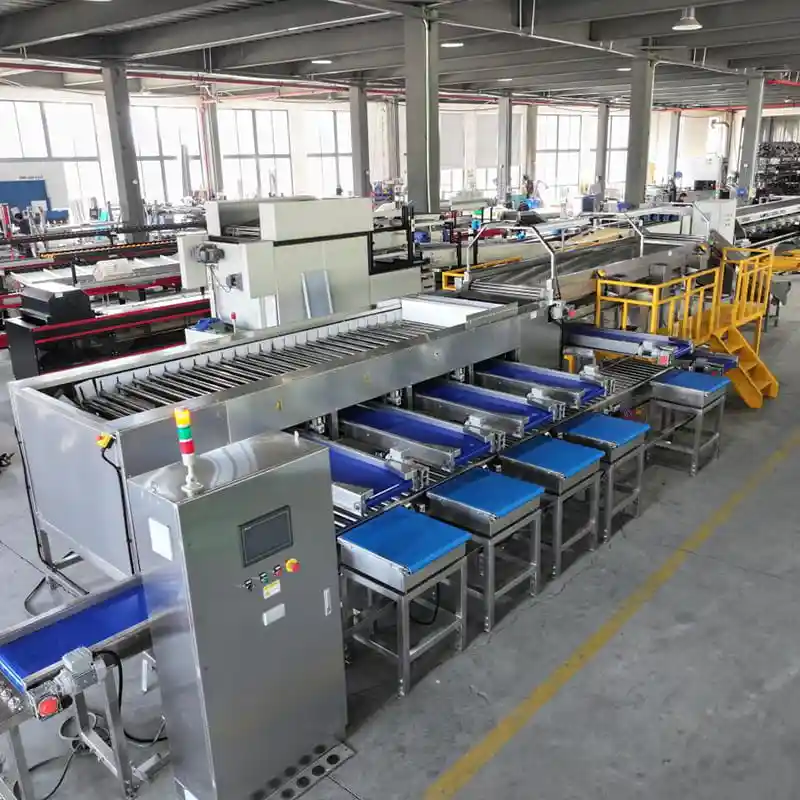 Jujube Grading Machine in Australia