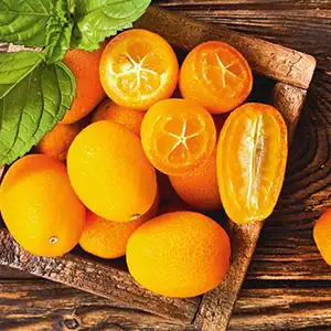 Kumquat cleaning drying and grading machine