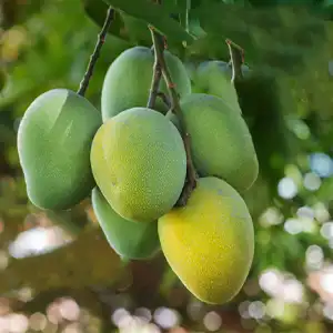 La línea de esterilización de mangos en EE.UU. de FstSort inicia operaciones con éxito; su tecnología innovadora atrae clientes de diversos países.