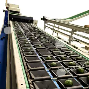 La temporada del aguacate ya viene