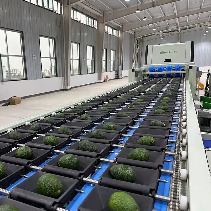 Leading the innovation of fruit and vegetable sorting technology, Fstsort helps agricultural modernization