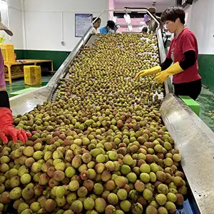 Litchi Grading Machine