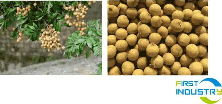 longan grading machine longan grading machine