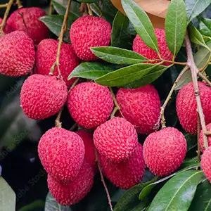 Lychee grading machine for Australia