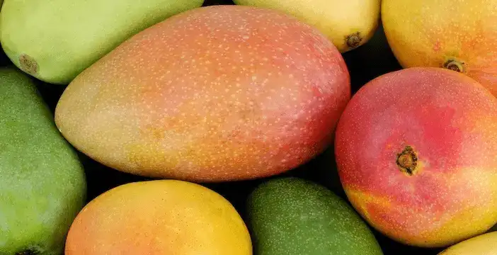 Mango grading machine