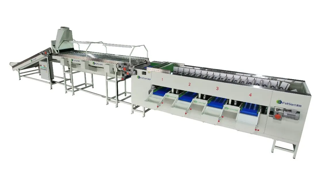 Clasificadora de cebollas con limpieza y calibrado