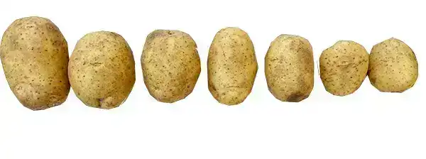 Máquina Clasificadora Envasadora y Secadora de Papas
