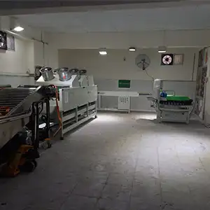 Máquina de cítricos puesta en funcionamiento en Egipto