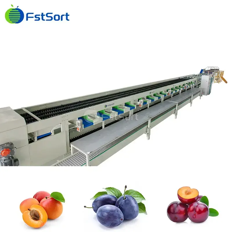 Máquina de Clasificación de ciruelas y albaricoques