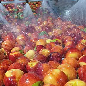 New Australian white nectarine brand enters China