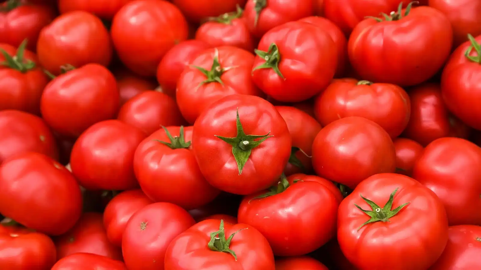 North American tomato supply tight