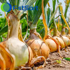 Onion -A New Luxury in the Philippinesā