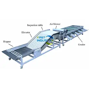 Onion Sorting Machine