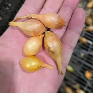 Onions Bulbs Sorting Machine