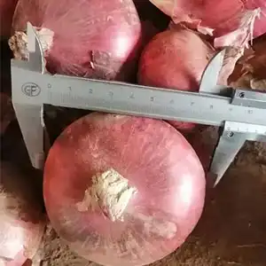 Optical onion grading technology has been realized