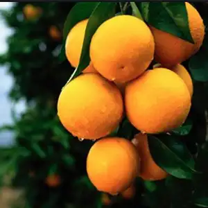 Orange washing sorting machine