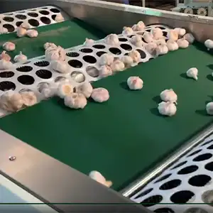 Palmerston North's Premium Garlic Meets FstSort's Processing Precision