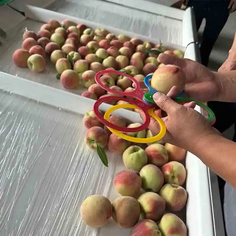 Peaches Sorting Machine works well in our customers’ Packing house
