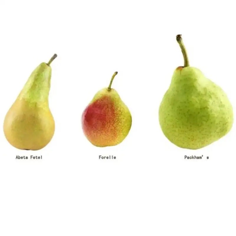 Pear Market