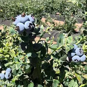 Peru blueberry: Acreage reaches peak