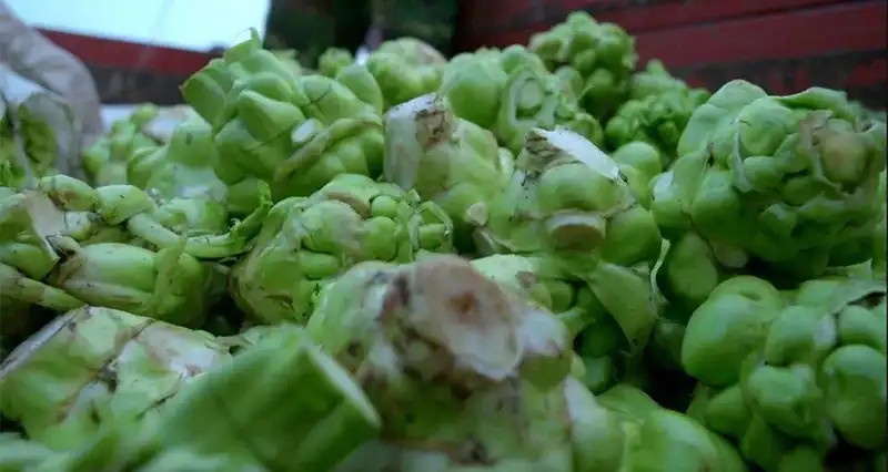 Pickled mustard tuber sorting machine