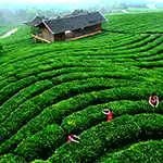Potato processing equipment in China market