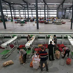 Potato sorting could be more efficient