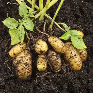 Potato Washing Tank: How to Solve the Soil Problem
