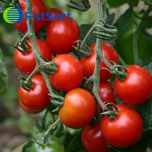Procesamiento Automático de Tomates Cherry
