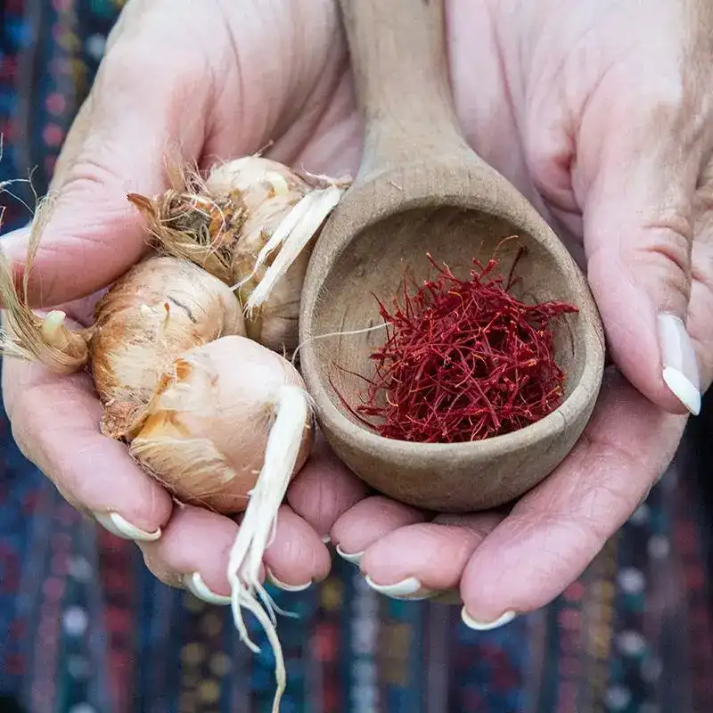 Saffron Corms Sorting Machine