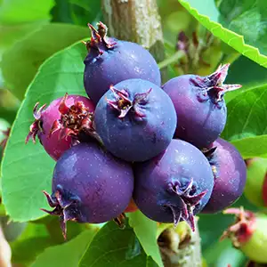 Saskatoon berries drum sorter