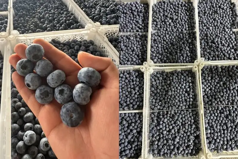 Se espera que la producción colombiana de arándanos crezca un 669 para 2026