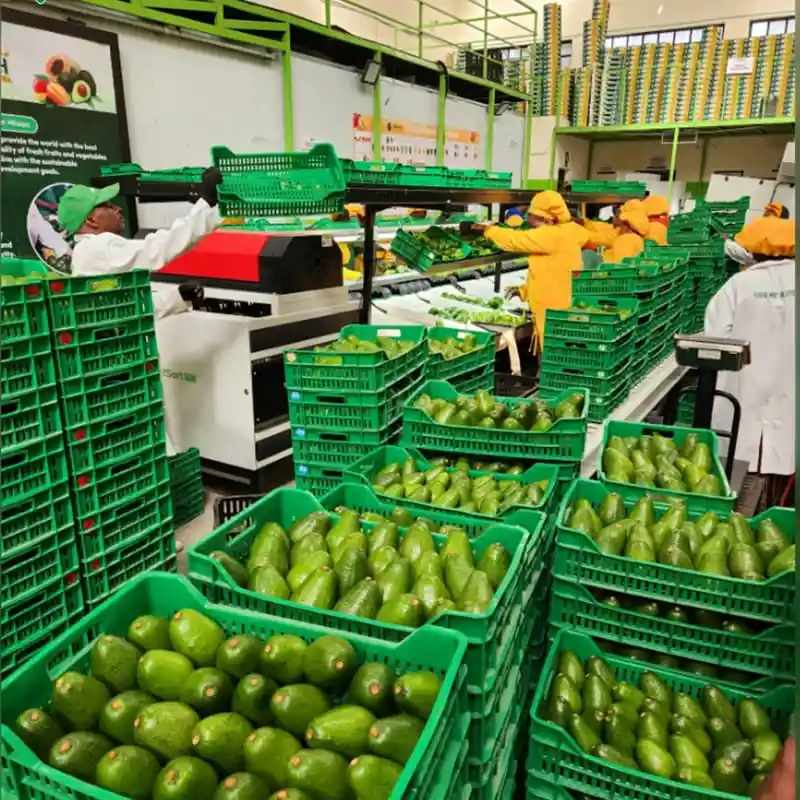 Se instala otra línea de clasificación de aguacates