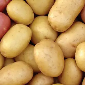 Seed PotatoesĀ Sorting Machine