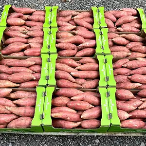 Sweet potato cleaning drying sorting line