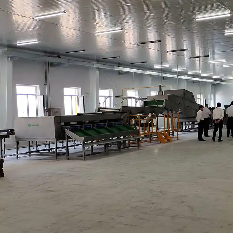Sweet potato processing line