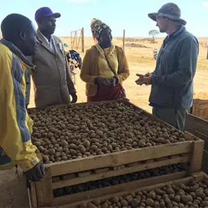Tanzania's potato processing industry has great potential