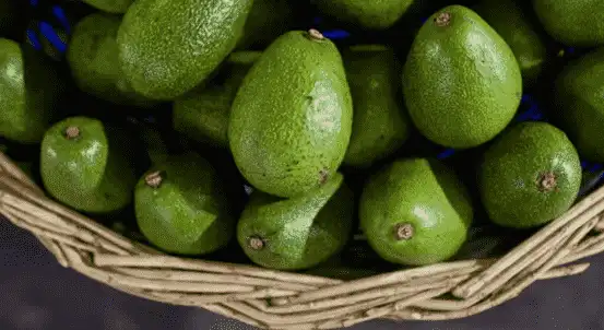 Tanzanian Avocado Exports to China Within Reach
