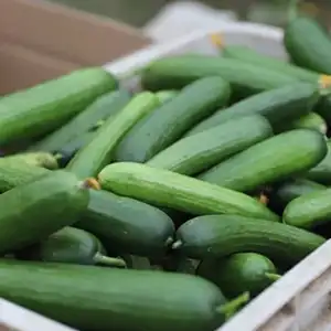 ¿Te gustan los mini pepinos?
