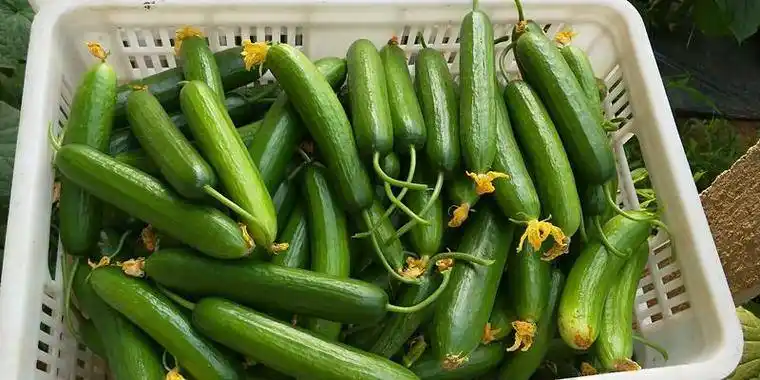 ¿Te gustan los mini pepinos?