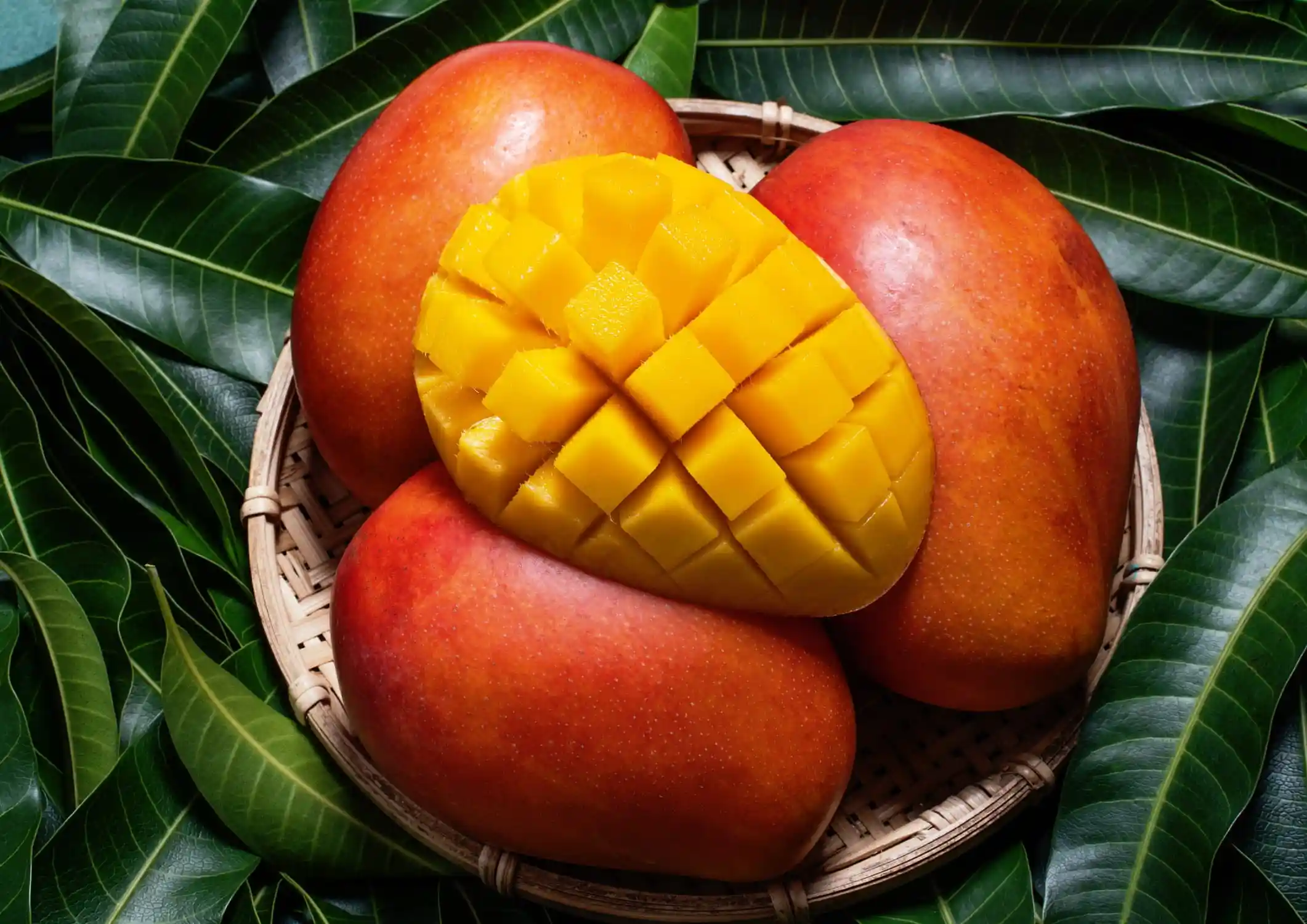 Tecnología de Clasificación Eleva Estándares de Exportación de Mango Mexicano