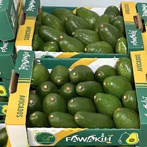 Temporada 2024: caen las exportaciones peruanas de aguacate y suben los precios